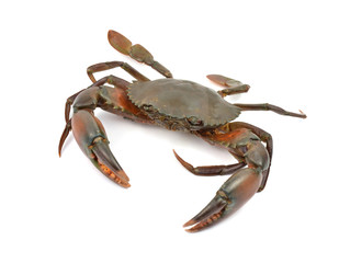 crab isolated