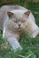 gros british shorthair en extérieur