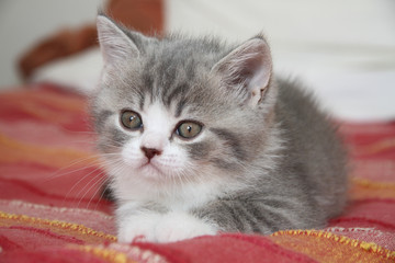 jeune british shorthair allongé de face