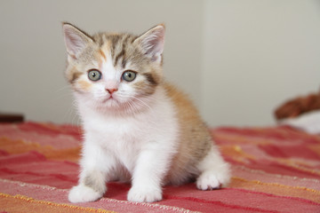 chaton british shorthair - young cat