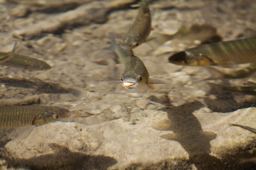 The fastest fish