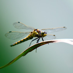 Dragonfly