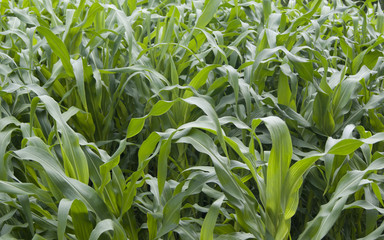 New corn ripening