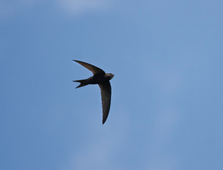 Swift flight (Common Swift / Apus apus)