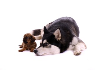 Junghund Husky und Cavalier Welpe liegend