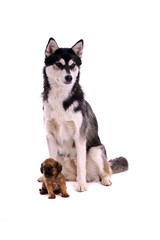 Cavalier Welpe und Junghund Husky sitzend