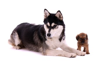 liegender Husky Junghund und kleiner Cavalier Welpe