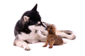 Junghund Husky küsst Cavalier Welpe