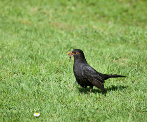Blackbird with Worms