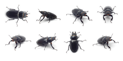 beetle collage