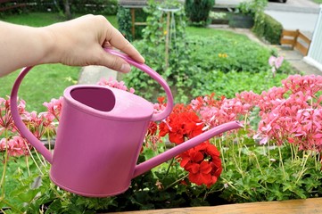 Geranien auf dem Balkon gießen