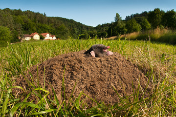 Ein Maulwurf ruht sich auf seinem Haufen aus.