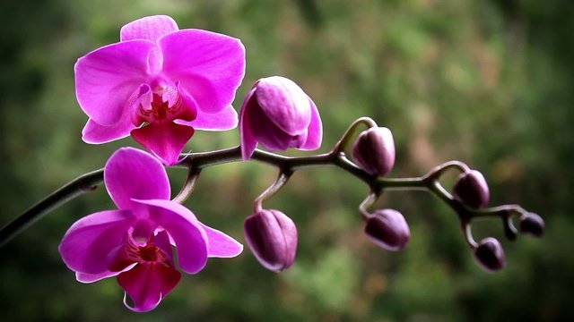 Pink orchid on the nature