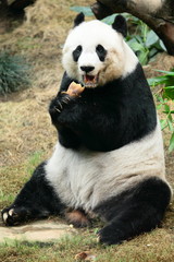 lovely giant panda in Hong Kong Ocean Park