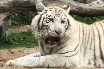 roaring white tiger in Guangzhou, China