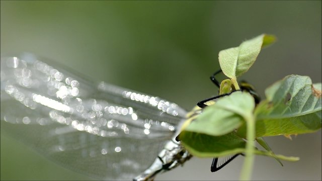 Libelle