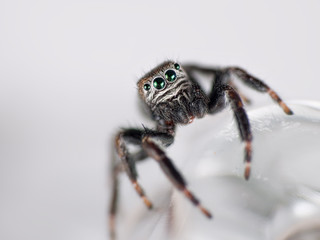 Jumping spider macro detail