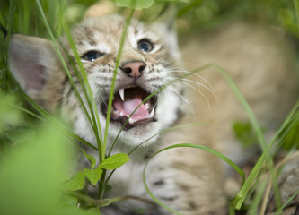 lynx,  kitten  of lynx,  child  of lynx