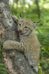 Naklejka premium lynx, kitten of lynx, child of lynx