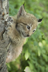 lynx,  kitten  of lynx,  child  of lynx