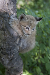 Naklejka na ściany i meble lynx, kitten of lynx, child of lynx