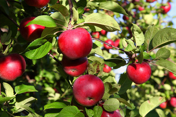 Red Apples