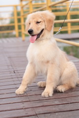 Fototapeta premium golden retriever