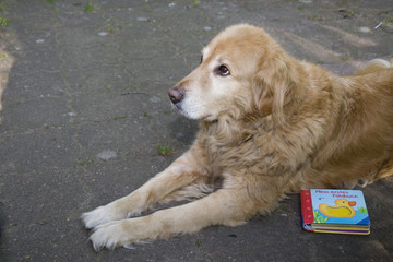 Golden Retriever bewacht sein Buch