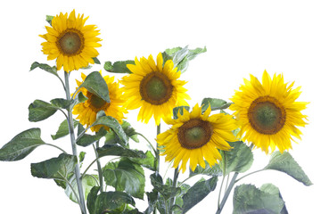 Obraz premium Sonnenblumen (freigestellt) #1