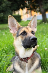 The East European sheep-dog