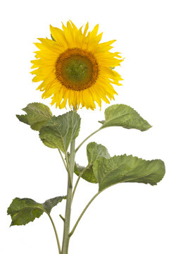 Sonnenblume (freigestellt) #1