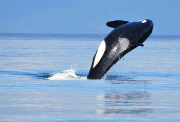 Orca near Vancouver, BC © Susan Montgomery