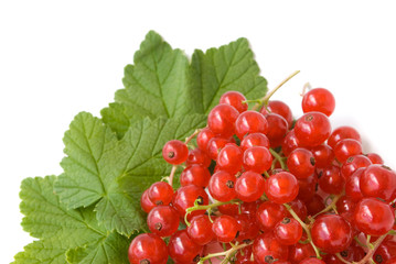 redcurrant