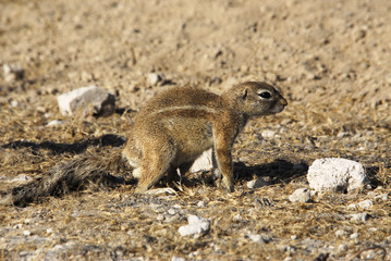 Erdhörnchen