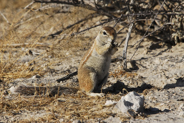 Erdhörnchen
