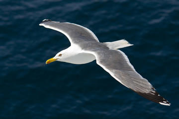 Fototapeta na wymiar Seagull flying above the Aegean sea