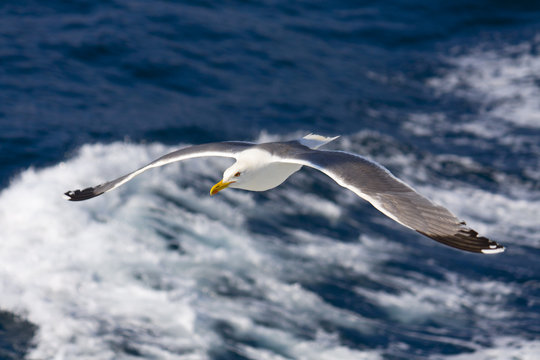 Seagull flying above the Aegean sea