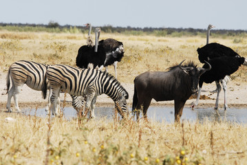 Fototapeta na wymiar Zebras & Gnu