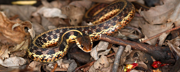 Garter Snake (Thamnophis sirtalis)