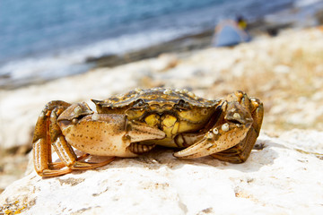 Crab on stone