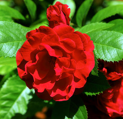 Red rose with green leaves