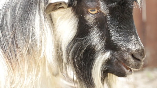 Portrait of a goat chewing hay