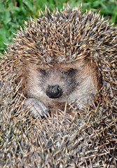 hedgehog © vencav