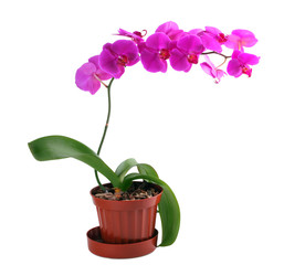 Fototapeta na wymiar Crimson orchidea