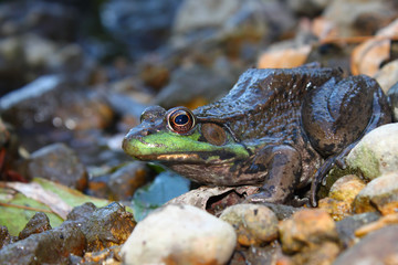 Green Frog (Rana clamitans)