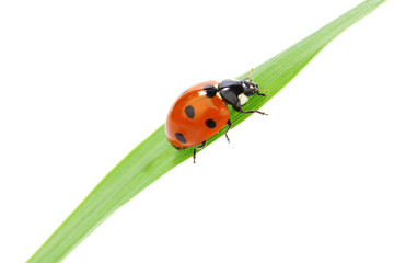 ladybug on grass