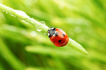 Fototapeta na wymiar ladybug on grass
