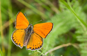 Orange butterfly with black spots on the wings