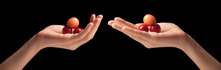 three sweet cherries on a hand.