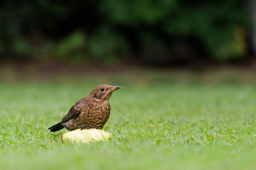 Fototapeta premium Amsel